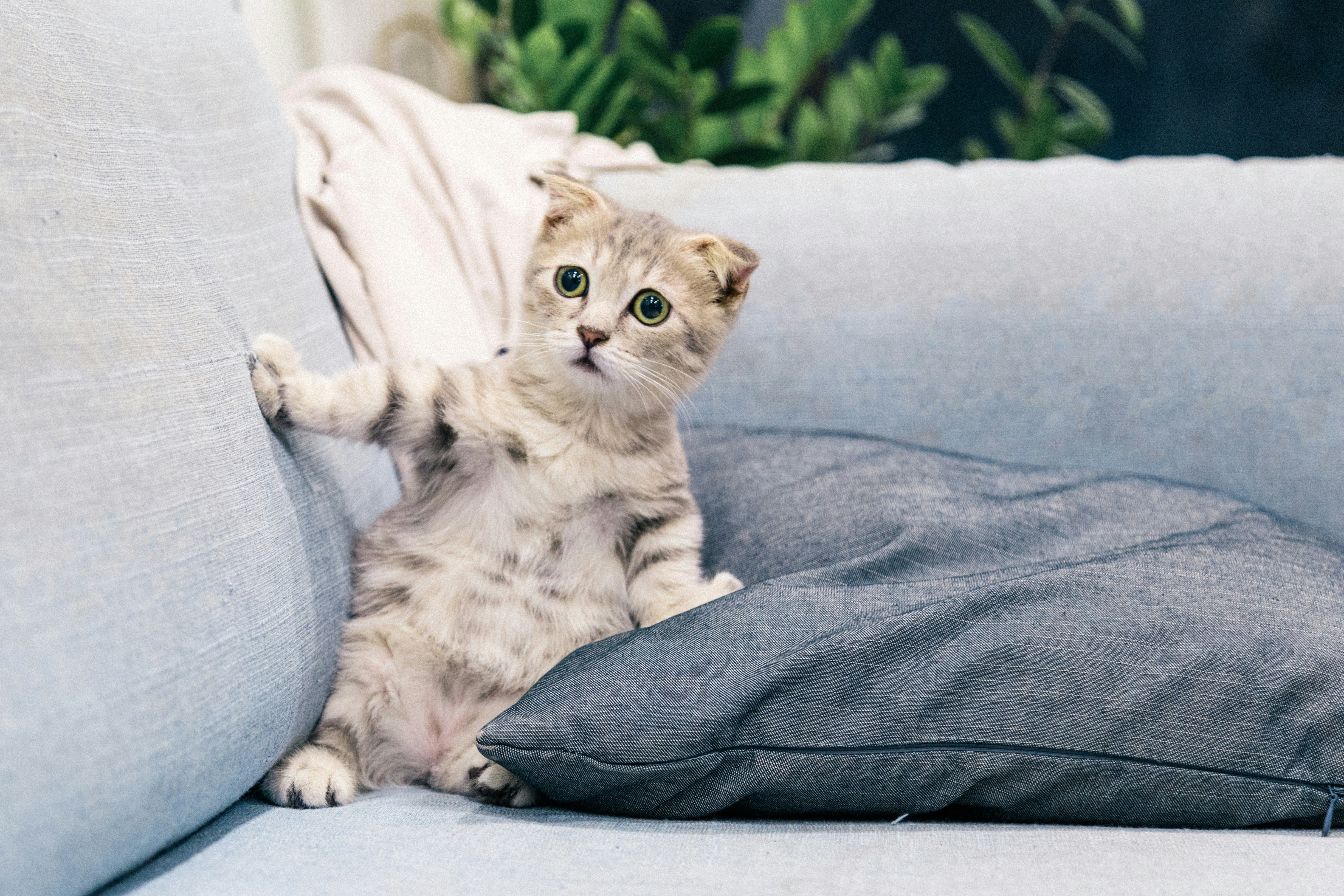 Are Furniture Protection Plans Worth It? What They Actually Cover